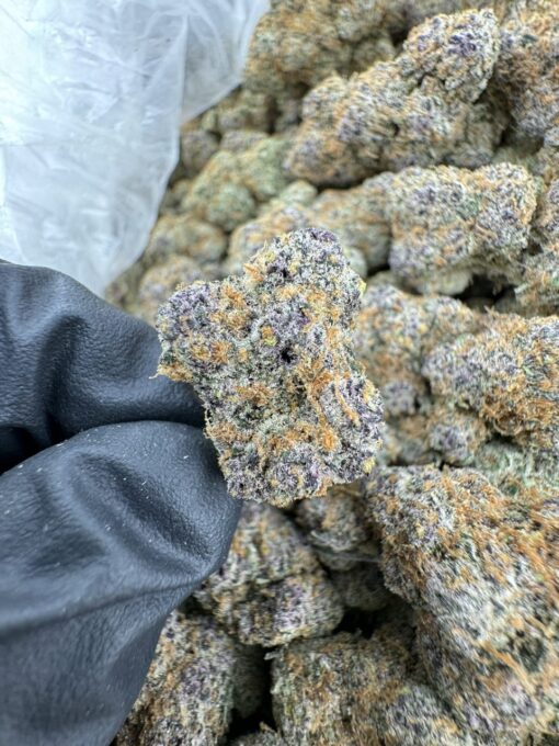 TROPICAL BLAST EXOTIC STRAIN