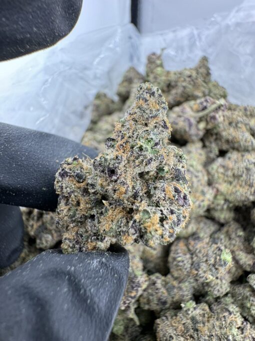 LEMON CHERRY SHERBET STRAIN