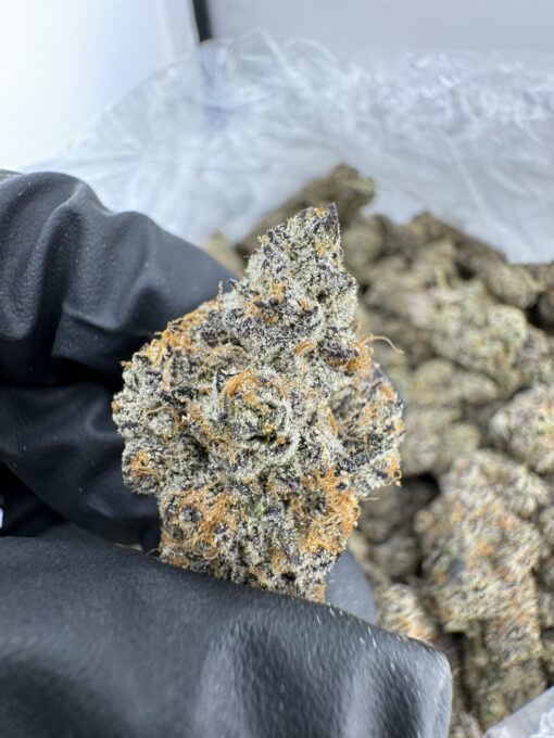 kryptochronic strain